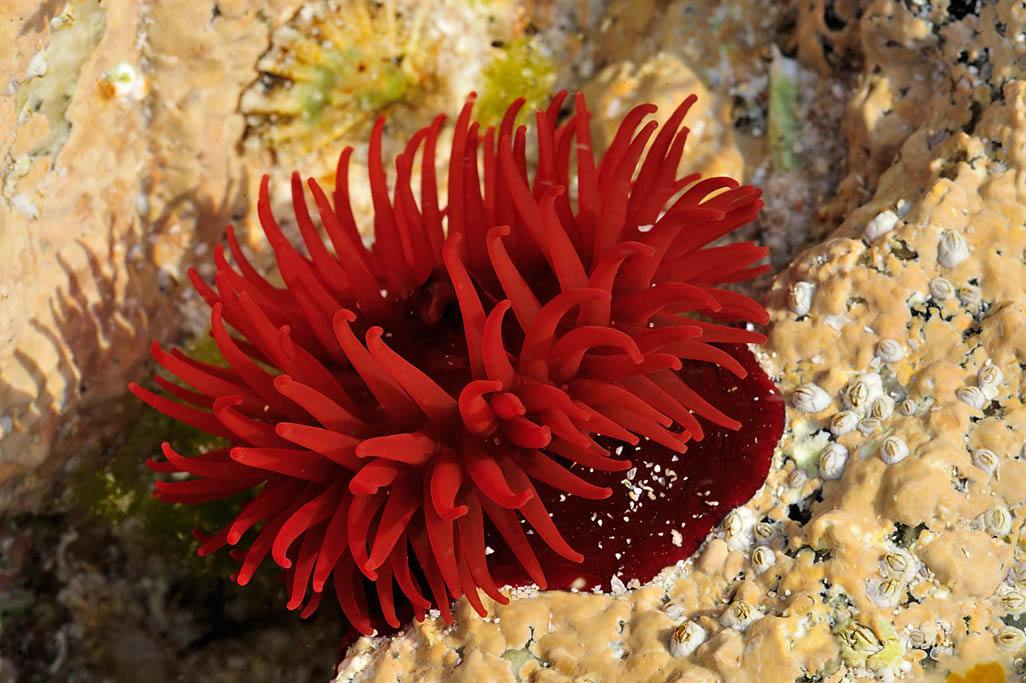 beadlet sea anemone 9418  HARRIS GALLERY.jpg