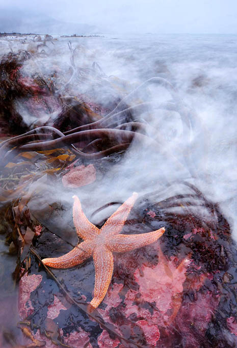 common starfish 8450  HARRIS GALLERY.jpg